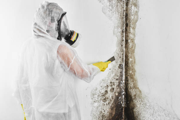 Best Black Mold Removal  in Sonora, TX