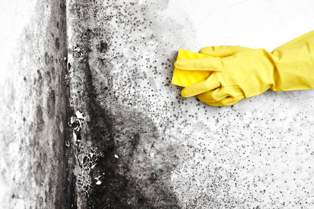 Best Toxic Mold Removal  in Sonora, TX