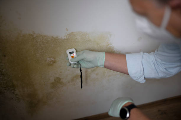 Best Residential Mold Removal  in Sonora, TX