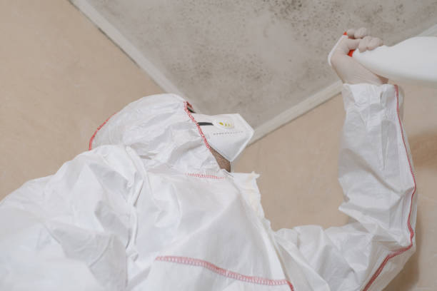 Best Local Mold Removal Service  in Sonora, TX