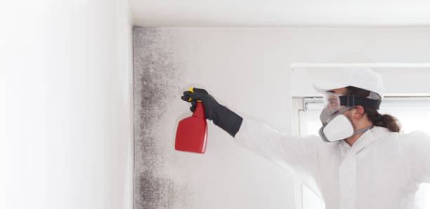Best Office Mold Removal Services  in Sonora, TX