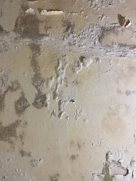 Best Mold Removal Company Near Me  in Sonora, TX