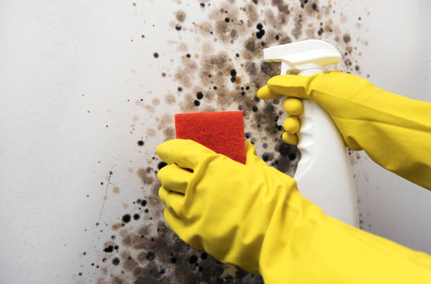 Best Commercial Mold Removal  in Sonora, TX
