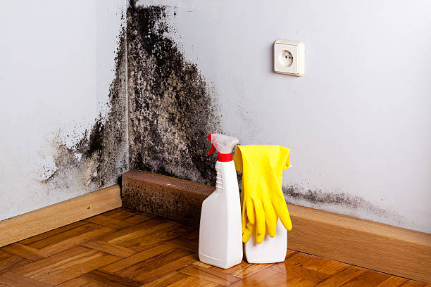 Best Emergency Mold Removal  in Sonora, TX